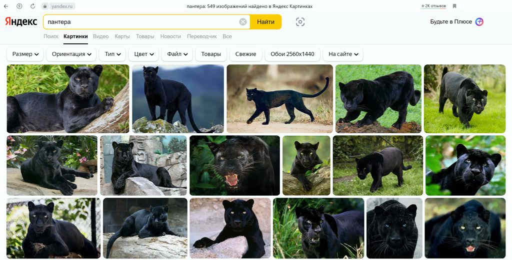 Пантера в Яндекс-картинках